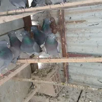 کبوتر پرشی