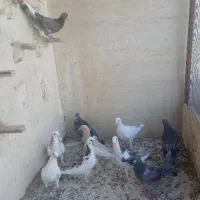 کبوتر جوجه