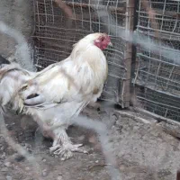 خروس بر هما