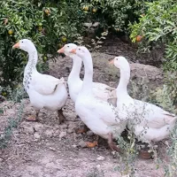 غاز / قو غاز