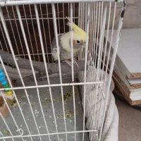 عروس هلندی کاملا سرحال نر
