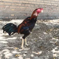 خروس لاری