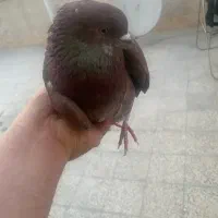 کفتر