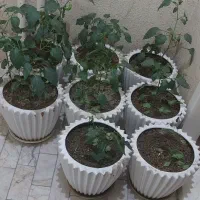 گلدان سرامیکی