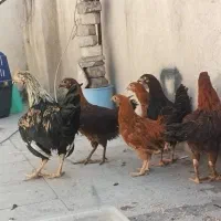 مرغ
