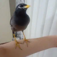 مرغ مینا سخنگو درجه یک