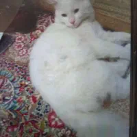 گربه پرشین نر