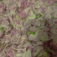 فروش گل محمدی