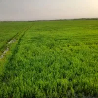 شلتوک صلخی قیمت مناسب
