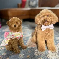 توی/ردلایت