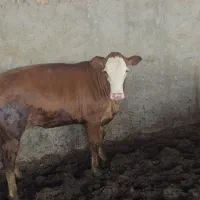 ۱۰۰ راس گوساله چاق ۷ ماه پروار شده