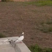کبوترنر