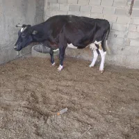 گاو