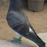 جوجه سبز