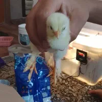 جوجه برهما وارداتی