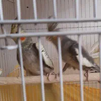 عروس هلندی نر و ماده