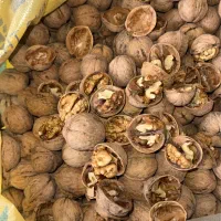 فروش گردو پوست کاغذی درصد بالا