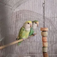یک جفت طوطی برزیلی خیلی زیبا با رنگ خاص