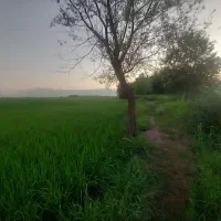 1هکتار-شالی-سنتی-سندتک-برگ-بره-آسفالت
