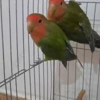 طوطی برزیلی