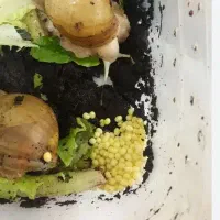 ۱۰۰ عدد تخم حلزون و حلزون مولد و شاه مولد