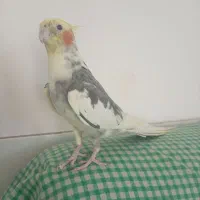 عروس هلندی
