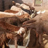 میش گوسفند