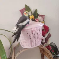 عروس نر سخنگو