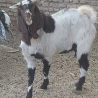 نر بز پاکستانی