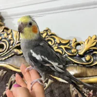 عروس هلندی نرسخنگو