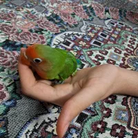 طوطی برزیلی دوماهه