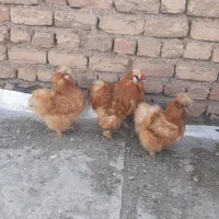 تخم نطفه دار ابریشمی
