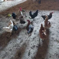 مرغ خروس