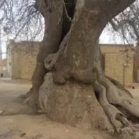 زمین حسین آباد تنگچنار