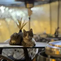 گربه گم شده