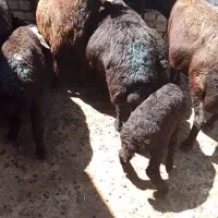 فروش میش بره