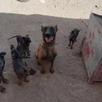 توله مالینویز