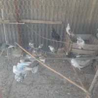 کبوتر پرشی