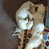 واگذاری دو عدد بچه گربه