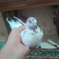 کبوتر کله دار ماده پرشی بسیار زیبا