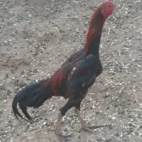 خروس لاری اوشامو