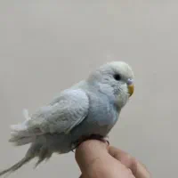 مرغ عشق
