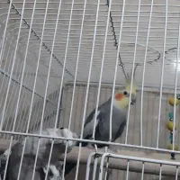 عروس هلندی ایزابلا