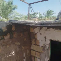 کفتر گوک و بازی کن معاوضه با قفس عروس هلندی