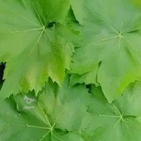 برگ مو)برگ انگورکشمشی(