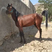 اسب|اسب و تجهیزات اسب‌سواری|سنندج, |دیوار