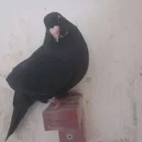 کفتر ماده سیاه پلنگ سینه سیاه