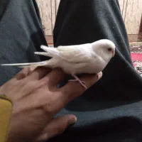 مرغ عشق