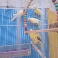 قناری نروماده سرحال