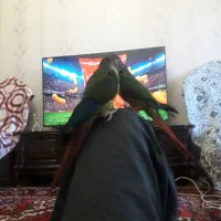 گرینجیک نروماده اهلی اهلی